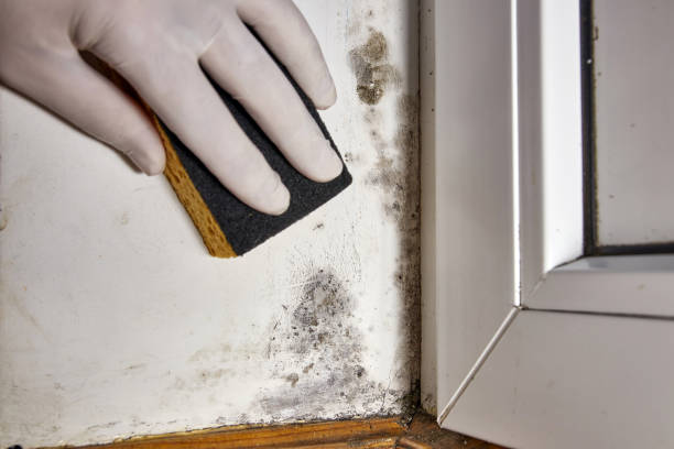 Best Mold Remediation for Healthcare Facilities  in Whitmire, SC